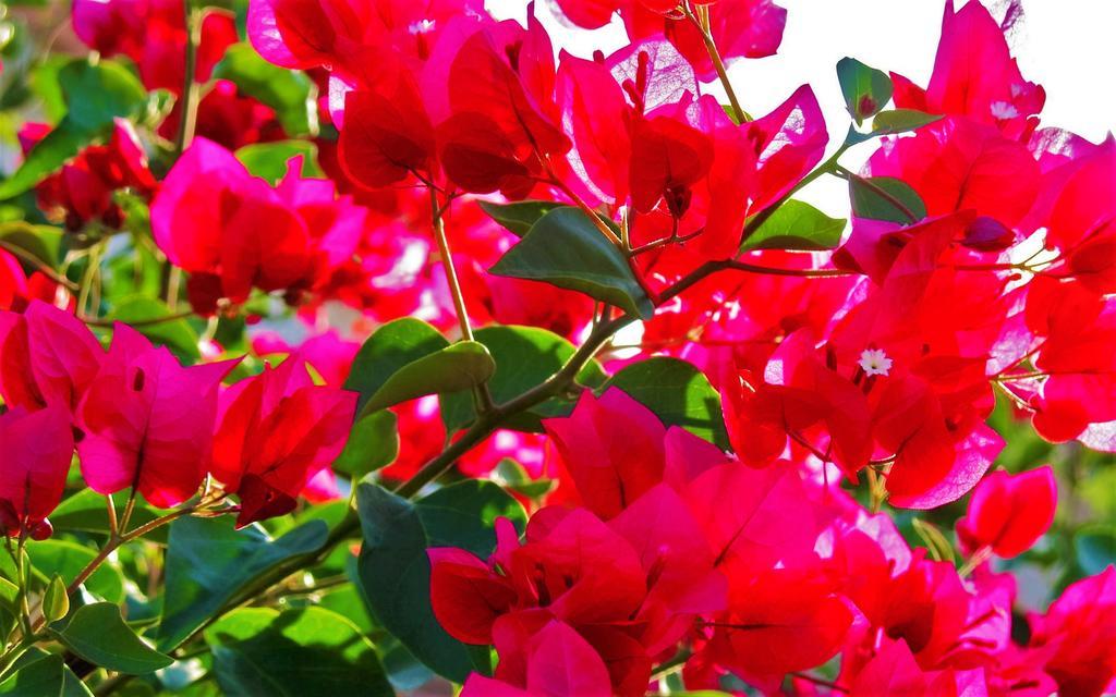 Bougainville Estalagem